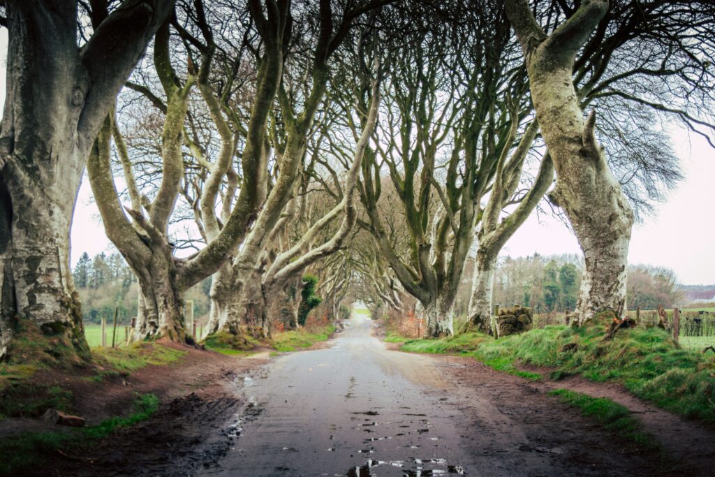 Game of Thrones in Irlanda: Dark Hedges (La Strada del Re)